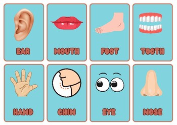 Preview of Body parts flashcards