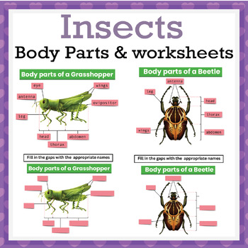 Body parts of Insects. Insects Anatomy with worksheets. by Simon and Co