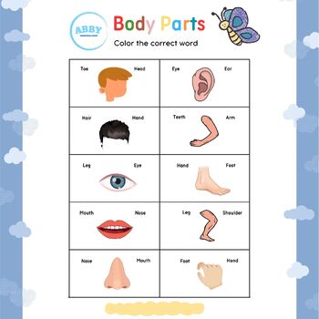 Preview of Body parts worksheet - Having fun with colorful body parts worksheets