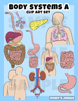Preview of Body systems and organs clip art: SET A - Digestive, Respiratory and Urinary