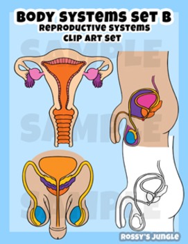 Preview of Body systems and organs clip art: SET B - Male and Female Reproductive systems