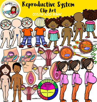 Preview of Body systems clip art- Reproductive System