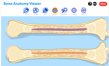 Preview of Bone Anatomy Viewer (Canvas Users Only)