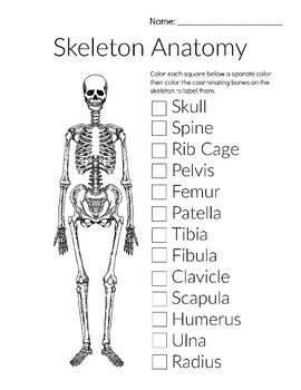 Bone Anatomy: Skeleton Labeling Worksheets by Hatching Curiosity