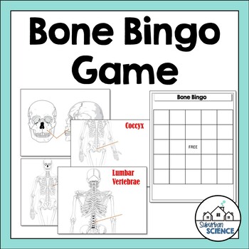 Preview of Bone Bingo Game: Skeletal System - Skeleton - Bone Identification Activity