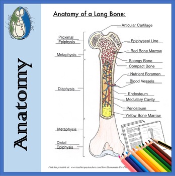 Bone Anatomy Diagrams for Coloring and Labeling, with Reference and Summary