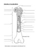Bone Anatomy Diagrams for Coloring and Labeling, with Reference and Summary