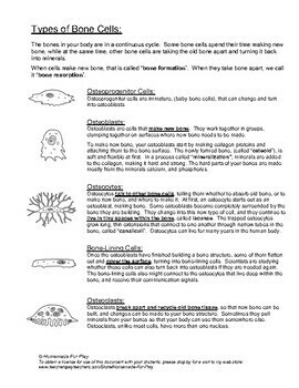 Bone Anatomy Diagrams for Coloring and Labeling, with Reference and Summary