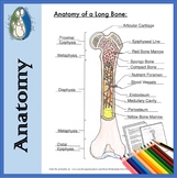 Long Bone Diagrams for Coloring and Labeling, with Referen