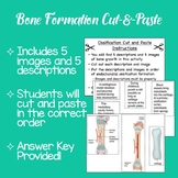Bone Formation Cut and Paste Activity