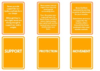 Preview of Bone Function Flashcards