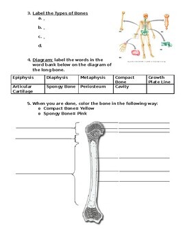 Bone Intro Worksheet by Science with Shmouni | Teachers Pay Teachers