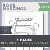 Bone Markings Worksheet- Anatomy Unit 5 The Skeletal System