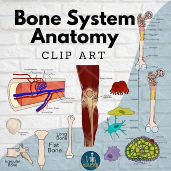 Preview of Bone and Skeletal System Anatomy Clip Art