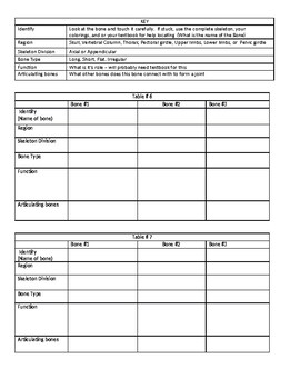 Bone identification lab by Jason Skaggs | TPT