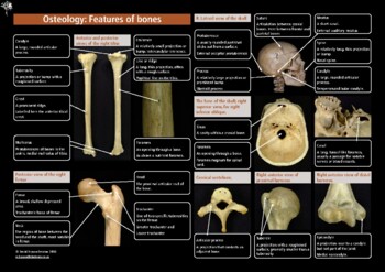 Preview of Bone terminology chart