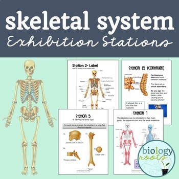 Preview of Skeletal System Exhibition Lab Stations