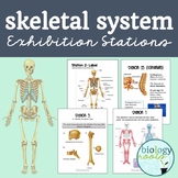 Skeletal System Exhibition Lab Stations