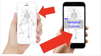 Preview of Bones Labeling Practice Slides