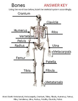 Skeletal System Labeling Worksheet by Baker's Brain | TPT