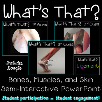 Preview of Bones, Muscles, and Skin Interactive PowerPoint/Google Slides