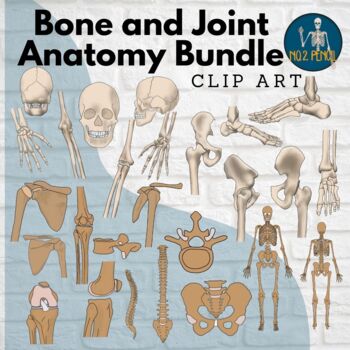 Preview of Bones and Joints Anatomy Clip Art Bundle
