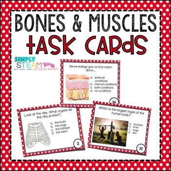 Preview of Bones and Muscles Task Cards