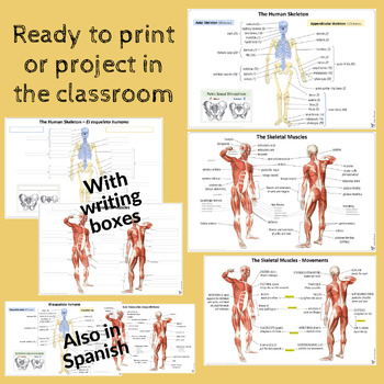 Preview of Bones and Muscles of the Human Body (The Musculoskeletal System)