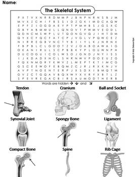 bones and skeletal system activity word search human body systems