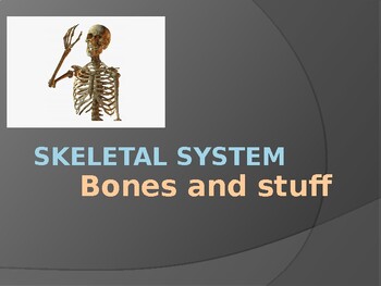 Preview of Bones and Stuff -- The Skeletal System PowerPoint