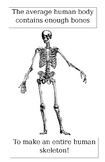 Bones of a Skeleton Poster