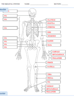 Human skeleton, Parts, Functions, Diagram, & Facts