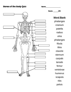 Preview of Bones of the Body Quiz
