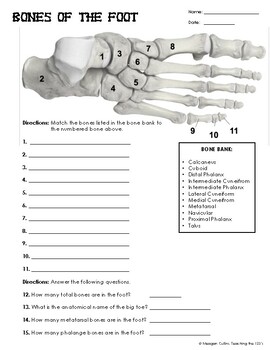 Preview of Bones of the Foot Worksheet