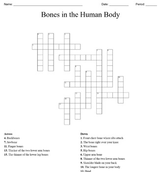Bone Anatomy Crossword / Anatomy And Physiology Tissue ...