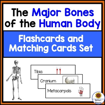 Preview of Bones of the Human Body-Flashcards and Matching Cards Set