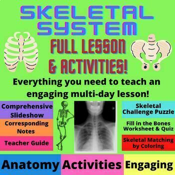 Preview of Bones of the Human Body | Skeletal System Anatomy Lesson with Activities 