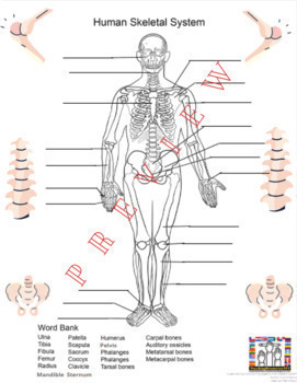 Bones of the Human Body | Skeletal System Anatomy Lesson with Activities