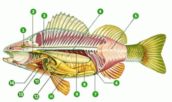 Preview of Bony Fish Dissection (Osteichthyes)