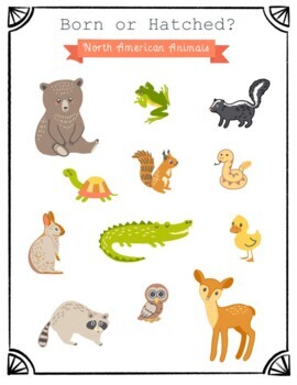 Hatched Or Born Animals Teaching Resources | TPT