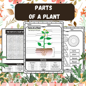 Botanical Basics: Labeling the Parts of a Plant by My Teacher Plus