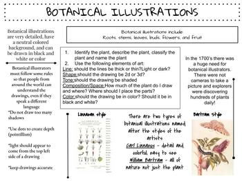 Preview of Botanical Illustrations Information sheet