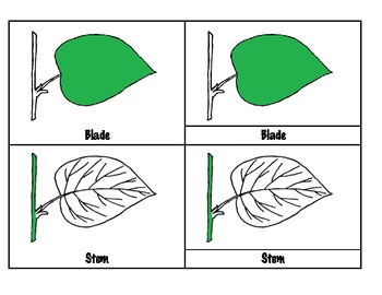 Preview of Botany 3 Parts Cards - Parts of a Leaf, Flower, Plant, Tree