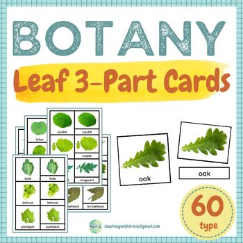 Preview of Botany - 60 Plants: identification by leaf shape, 3-Part Cards