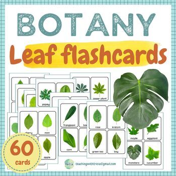 Preview of Botany - Plant identification/ Leaf Flashcards: 60 leaves on white background