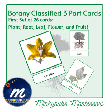 Preview of Botany Classified Cards First Set Plant Root Flower Fruit Montessori Set of 26