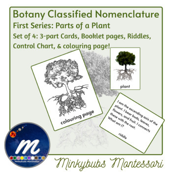 Preview of Botany Classified Nomenclature 3 Part Cards 1st Series Parts of Plant Montessori