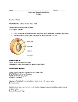 Preview of Botany: Fruits and Seeds Guided Notes