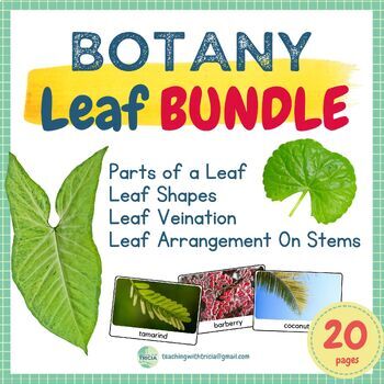 Preview of Botany - Leaf BUNDLE: Parts of a Leaf, 16 Shapes, Veination, Arrangement on Stem