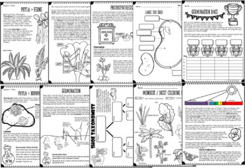 Botany Lesson - 80 pages! by Beth Gorden | Teachers Pay Teachers